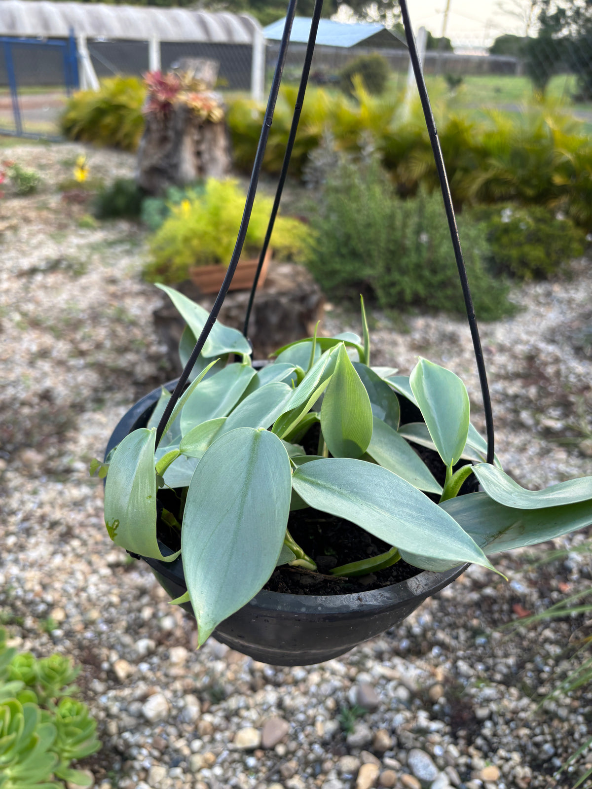 Philodendron Hastatum Silver Sword