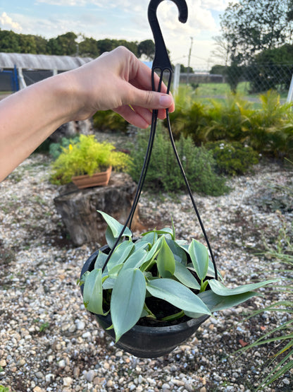 Philodendron Hastatum Silver Sword