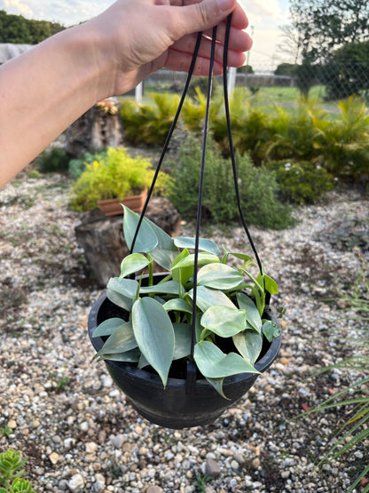 Philodendron Hastatum Silver Sword