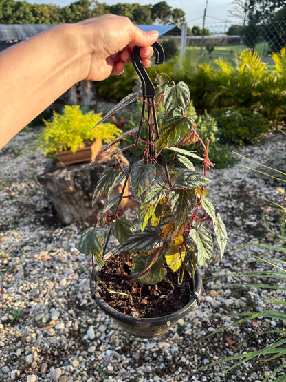 Cissus javana Cissus discolor