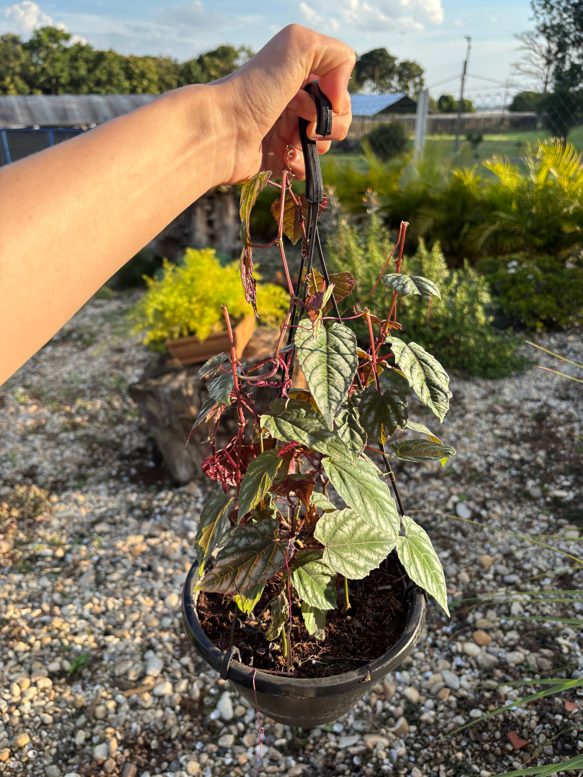 Cissus javana Cissus discolor