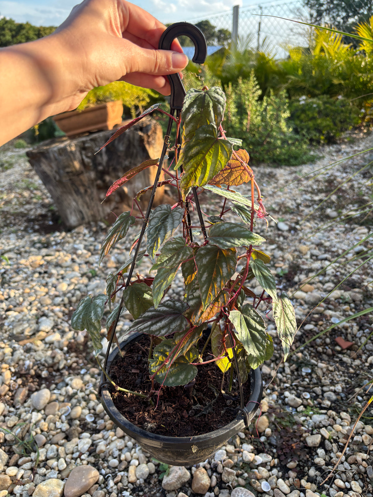 Cissus javana Cissus discolor