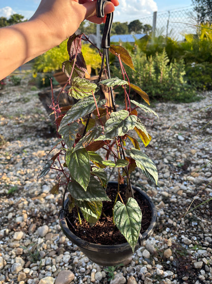 Cissus javana Cissus discolor
