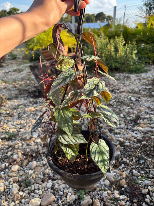Cissus javana Cissus discolor