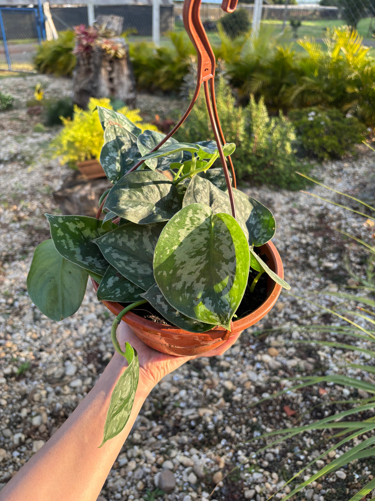 Scindapsus pictus 'Exotica'
