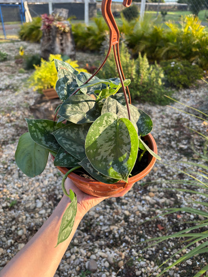 Scindapsus pictus 'Exotica'