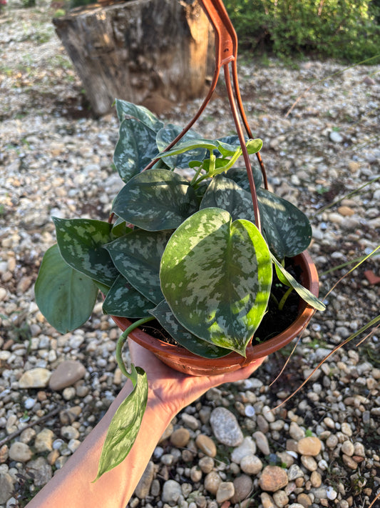 Scindapsus pictus 'Exotica'