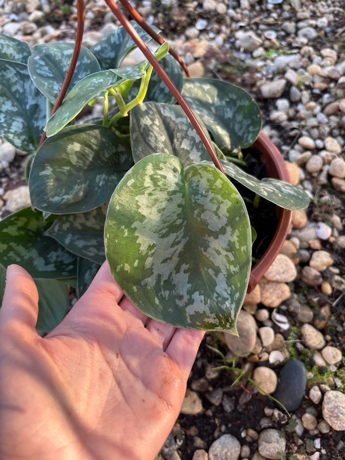 Scindapsus pictus 'Exotica'