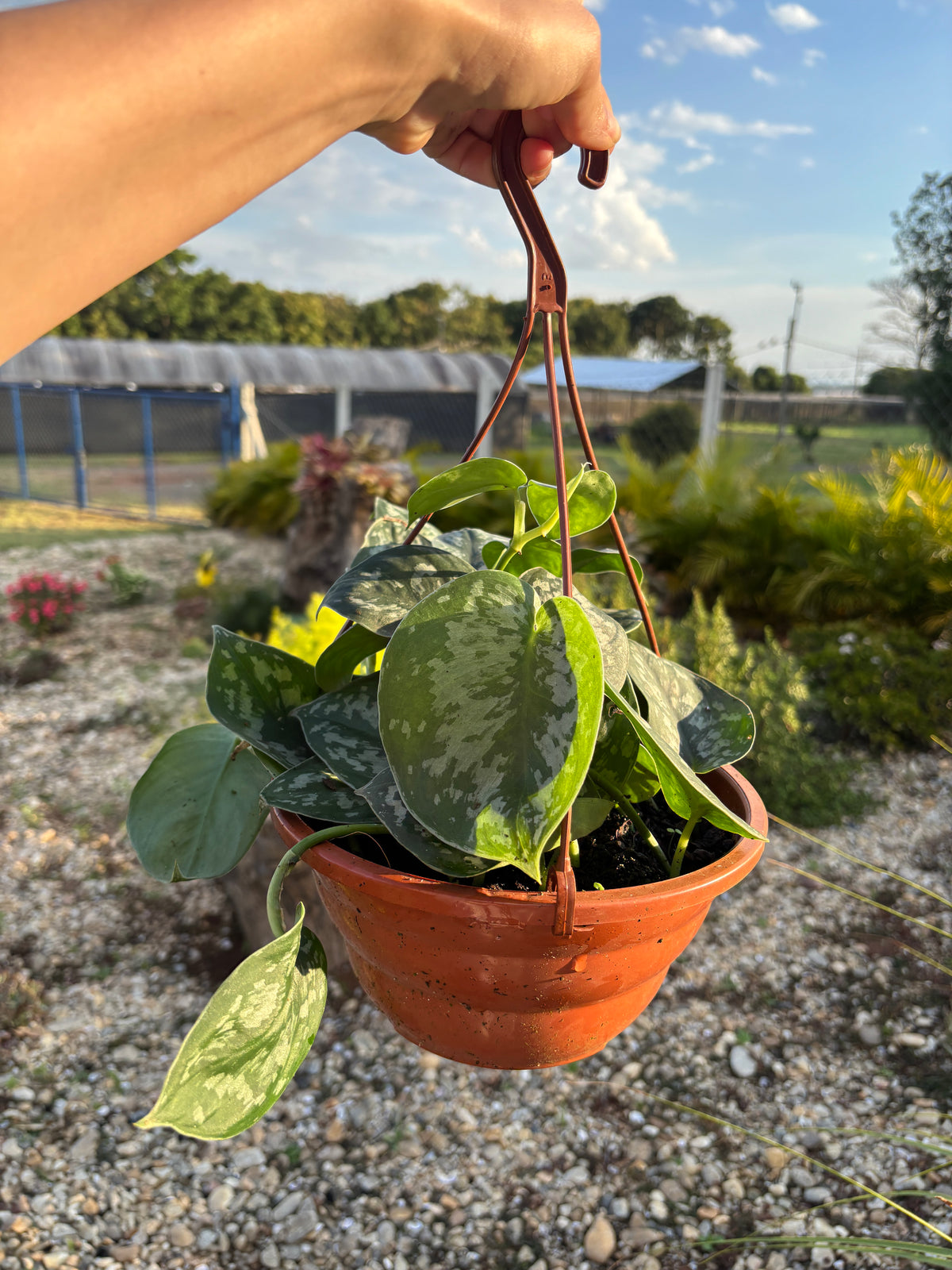 Scindapsus pictus 'Exotica'
