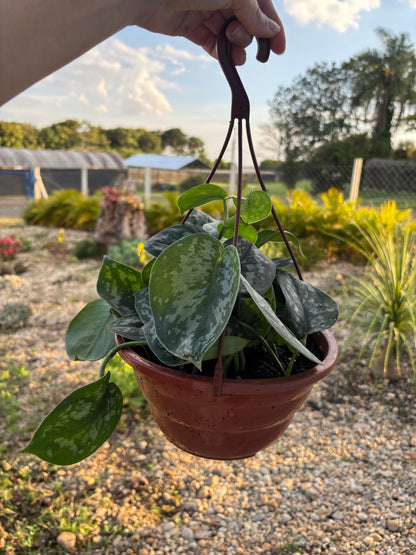 Scindapsus pictus 'Exotica'