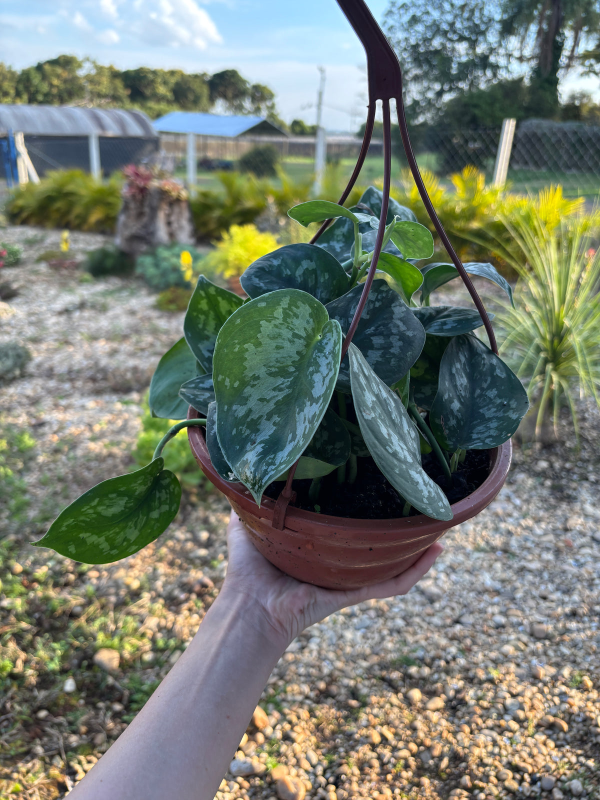 Scindapsus pictus 'Exotica'