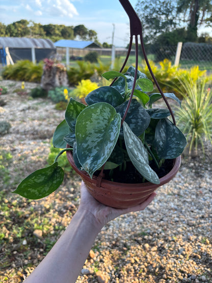 Scindapsus pictus 'Exotica'