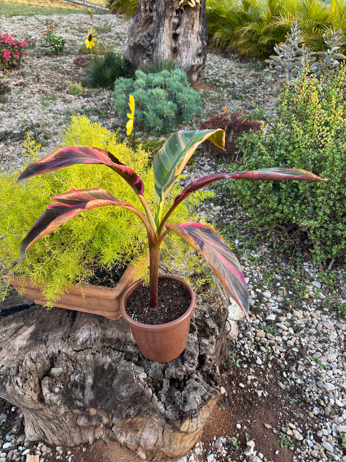Musa Nono Pink Variegata