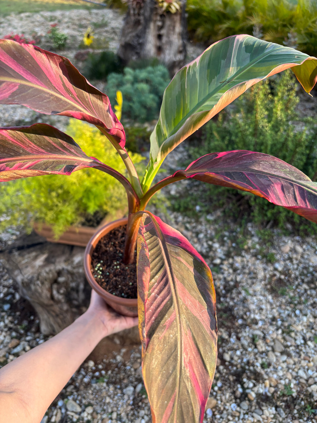 Musa Nono Pink Variegata