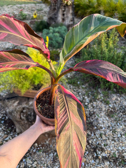 Musa Nono Pink Variegata