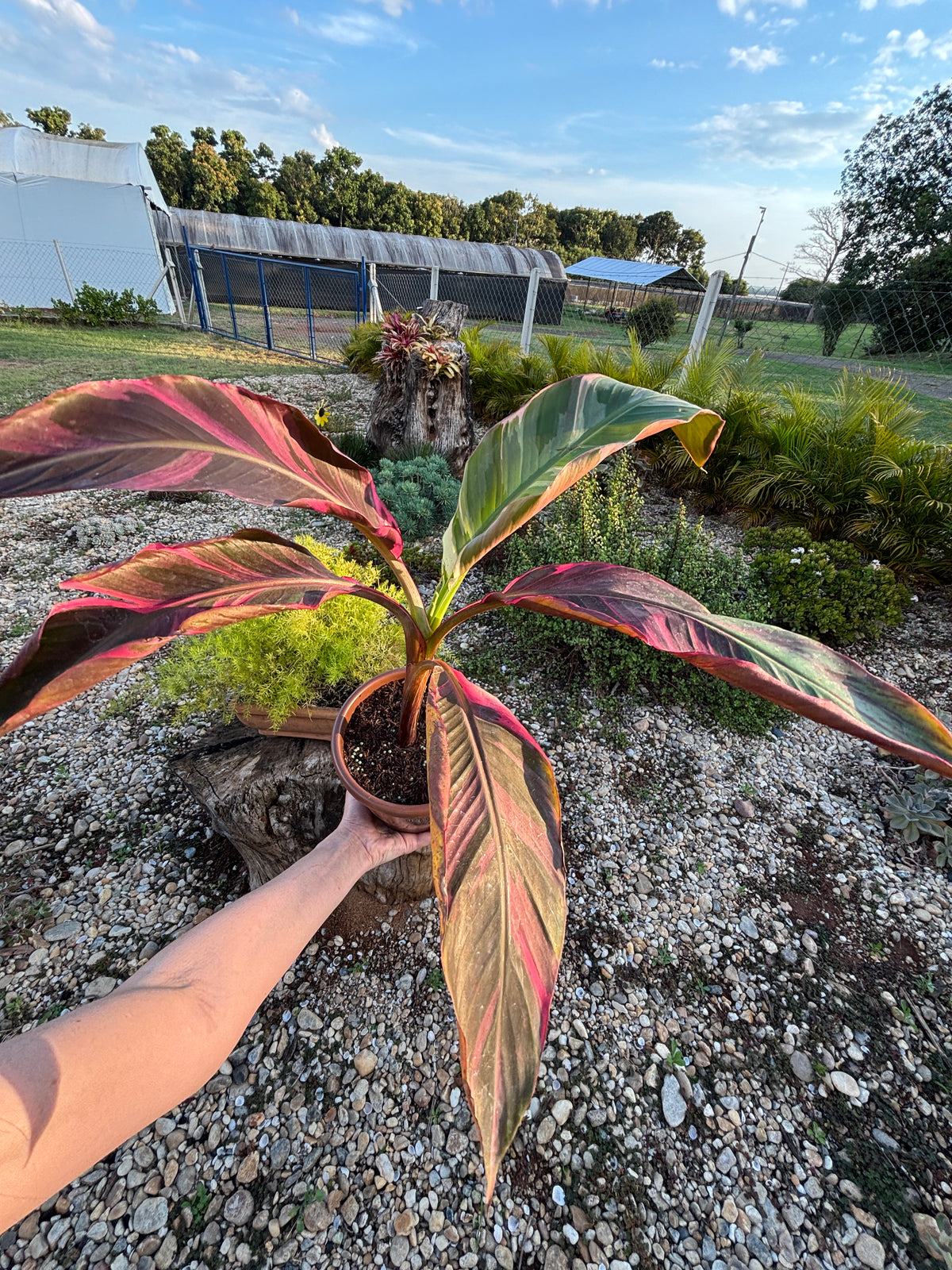 Musa Nono Pink Variegata
