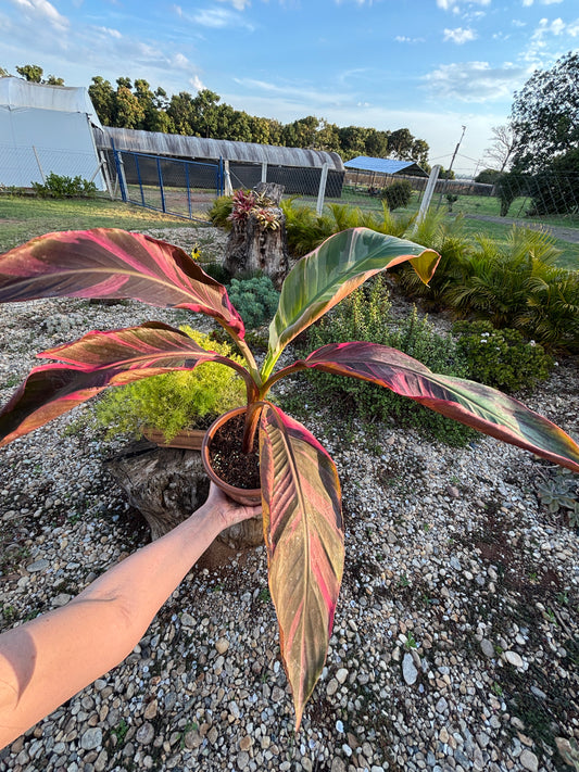 Musa Nono Pink Variegata