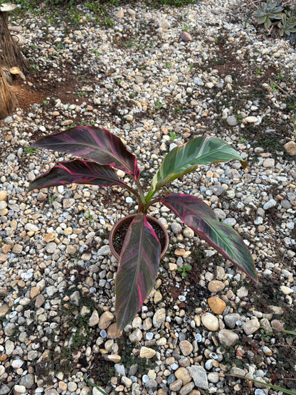 Musa Nono Pink Variegata