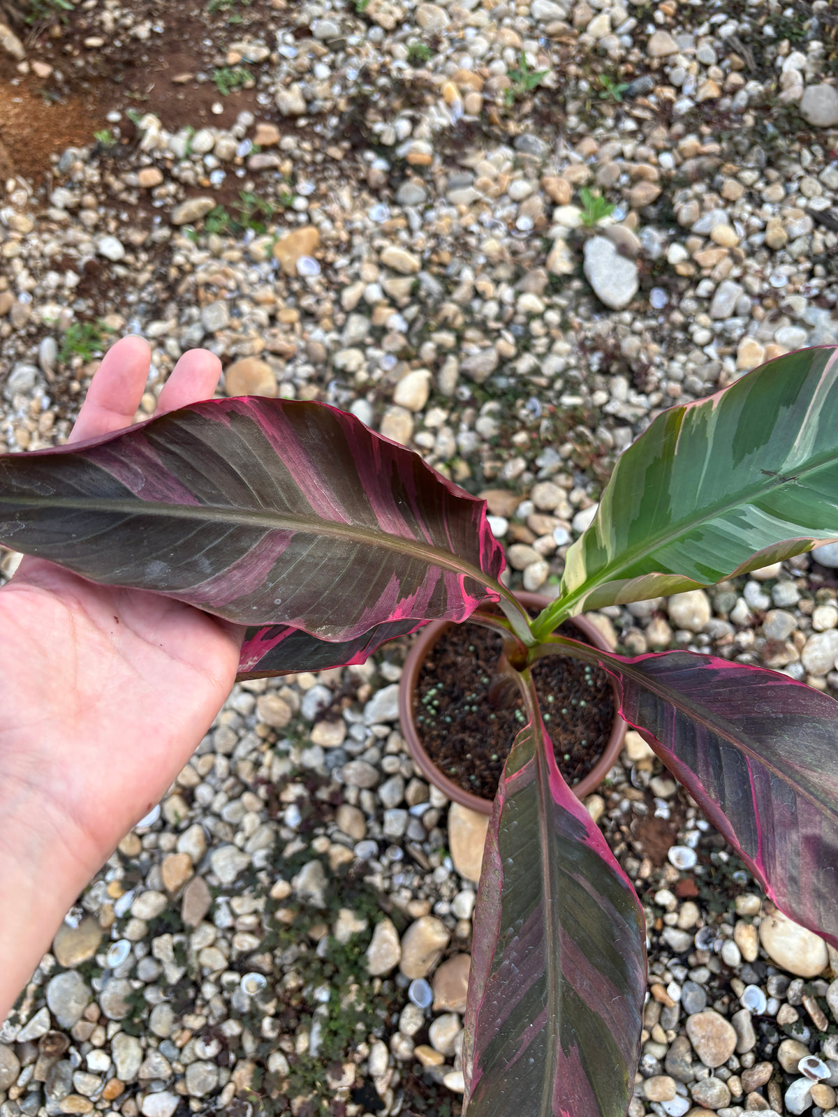 Musa Nono Pink Variegata