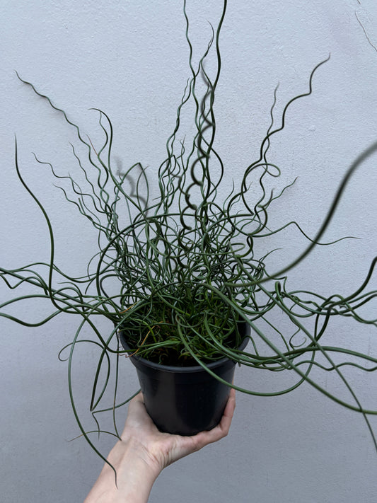 Juncus Spiralis