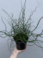 Juncus Spiralis