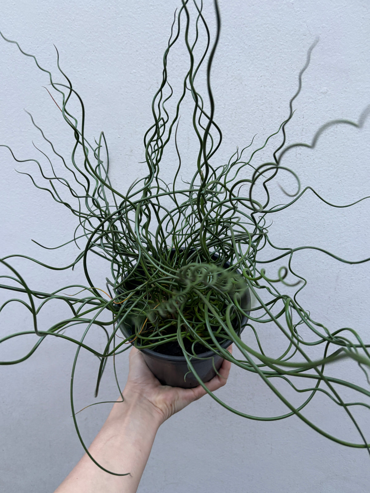 Juncus Spiralis