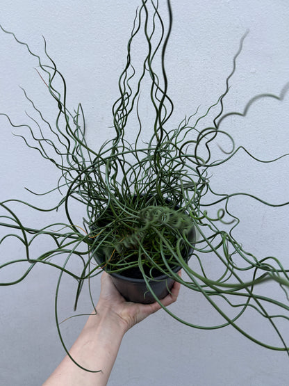 Juncus Spiralis