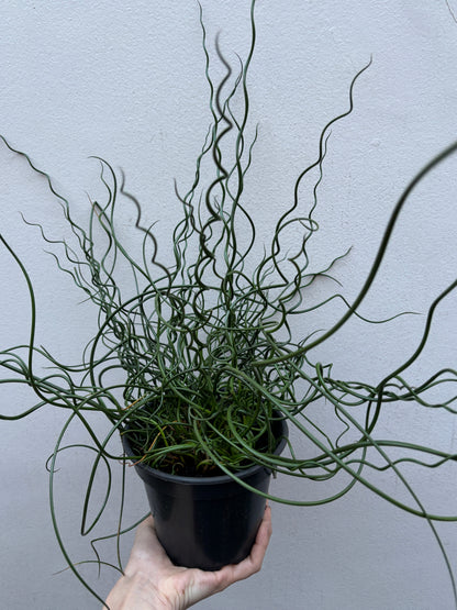 Juncus Spiralis