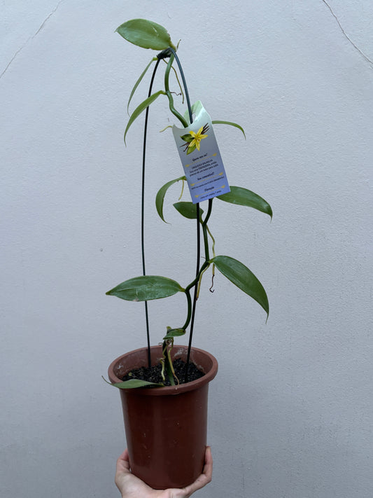 Orquidea Baunilha