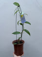 Orquidea Baunilha