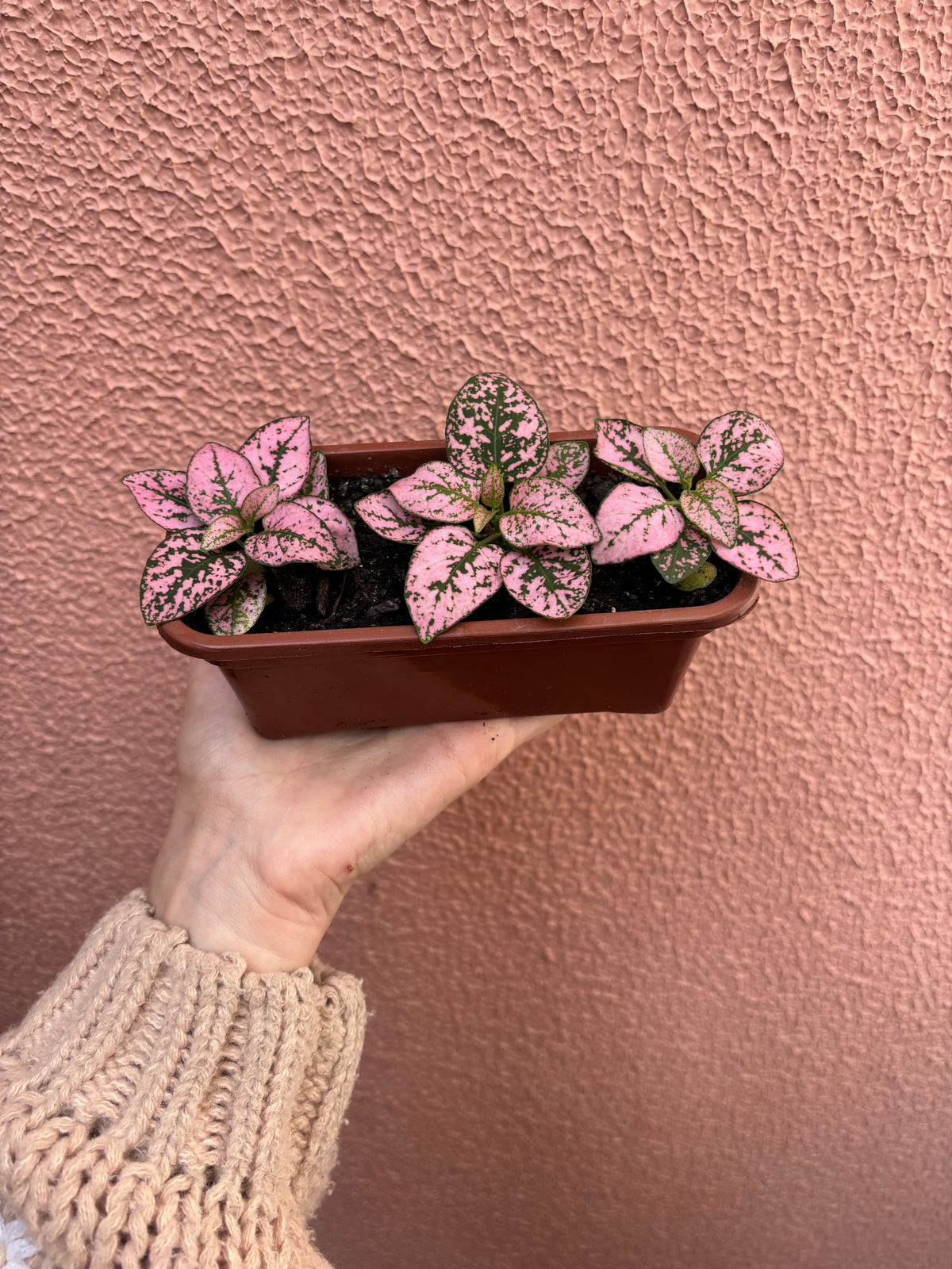 Kit 03 Hypoestes (mini jardineira)
