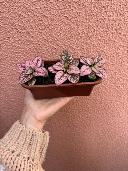 Kit 03 Hypoestes (mini jardineira)