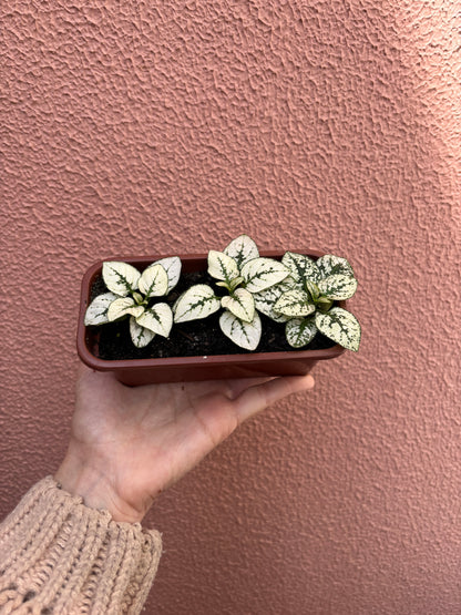 Kit 03 Hypoestes (mini jardineira)
