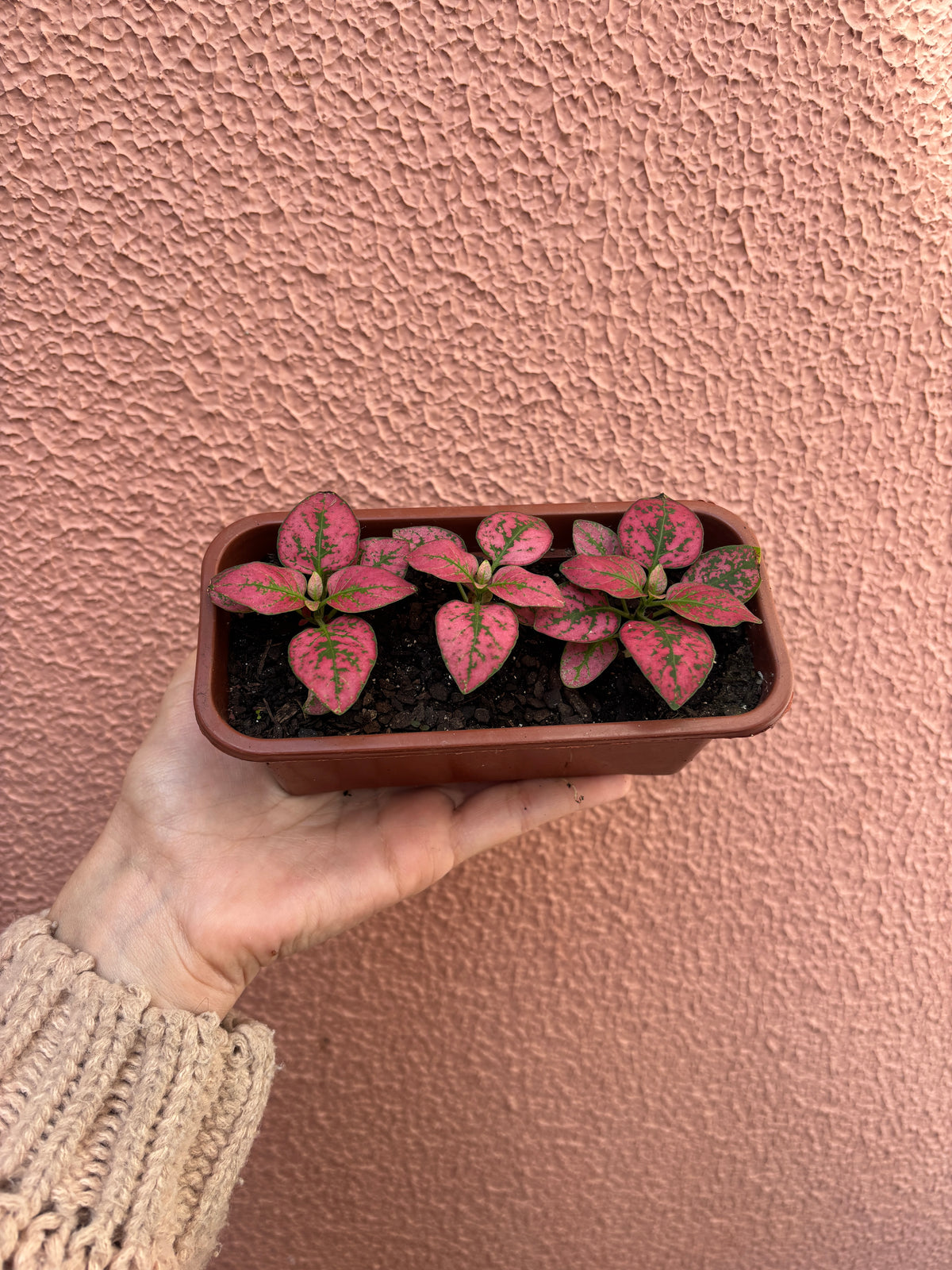 Kit 03 Hypoestes (mini jardineira)