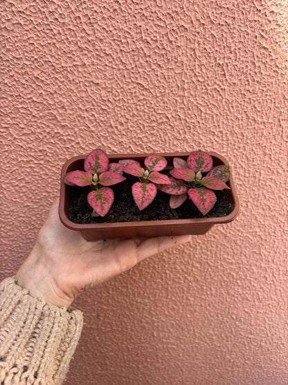 Kit 03 Hypoestes (mini jardineira)