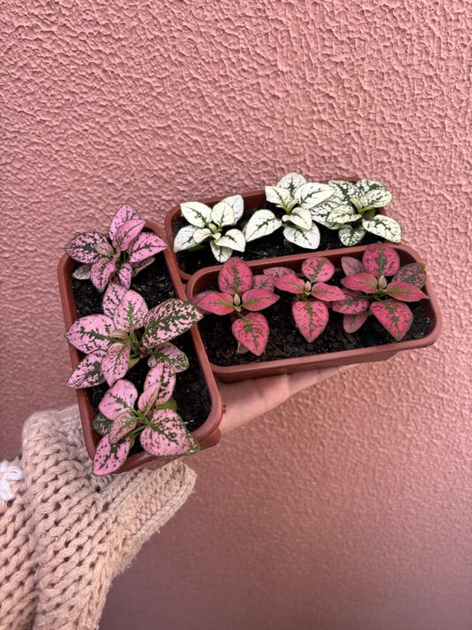 Kit 03 Hypoestes (mini jardineira)