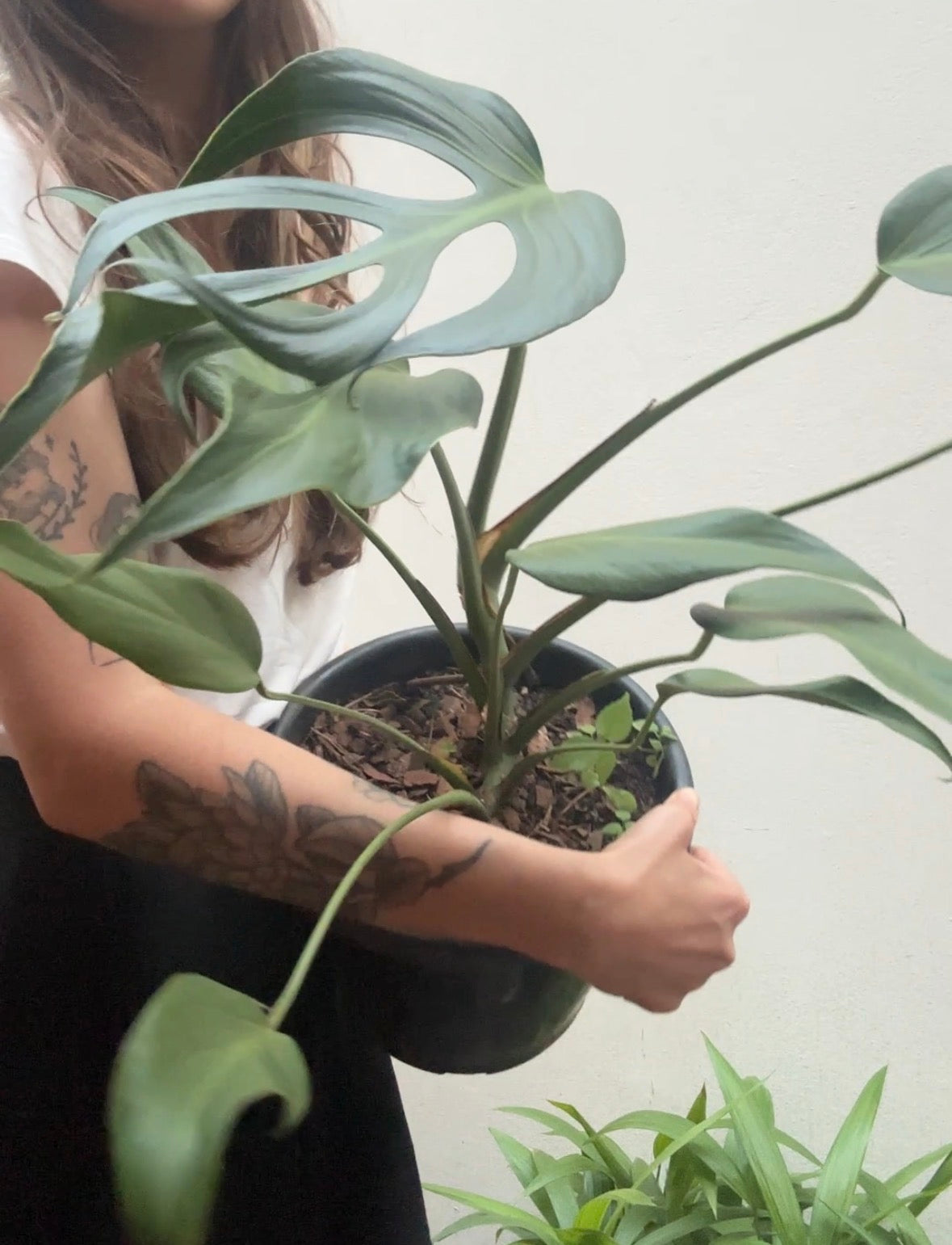 Monstera 'Burle Marx Flame'