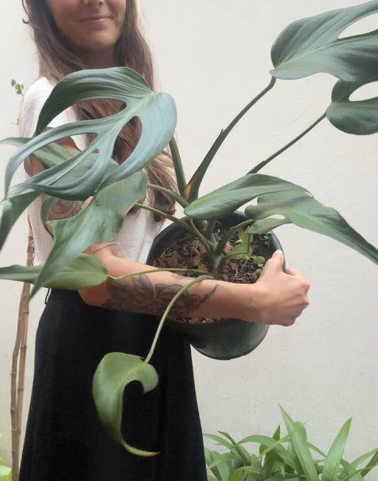 Monstera 'Burle Marx Flame'