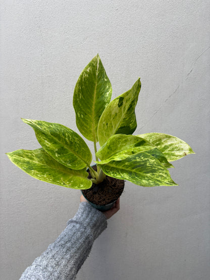 Aglaonema sundrop
