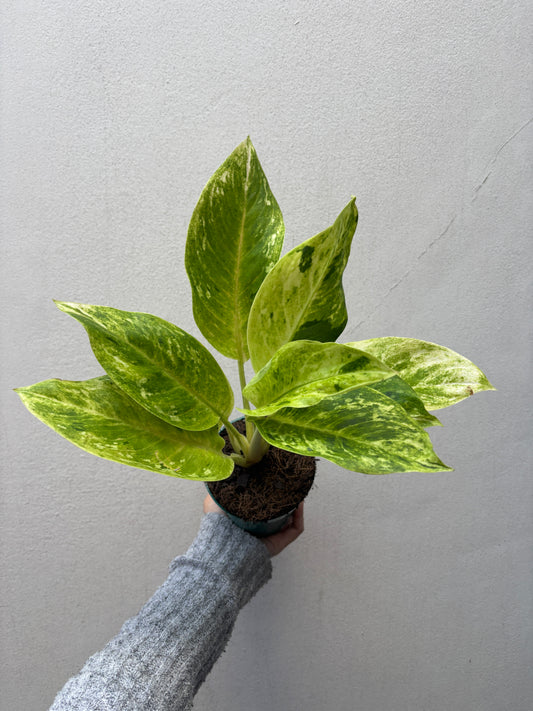 Aglaonema sundrop
