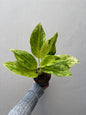Aglaonema sundrop