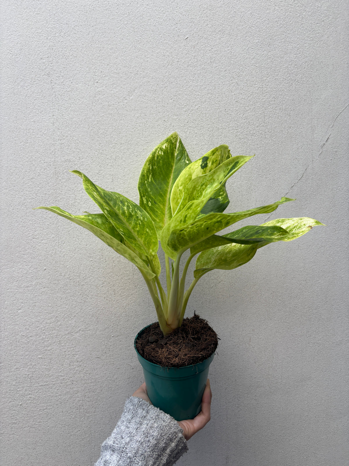Aglaonema sundrop