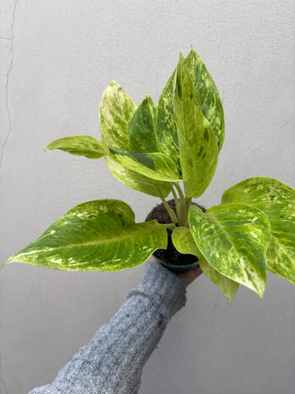 Aglaonema sundrop