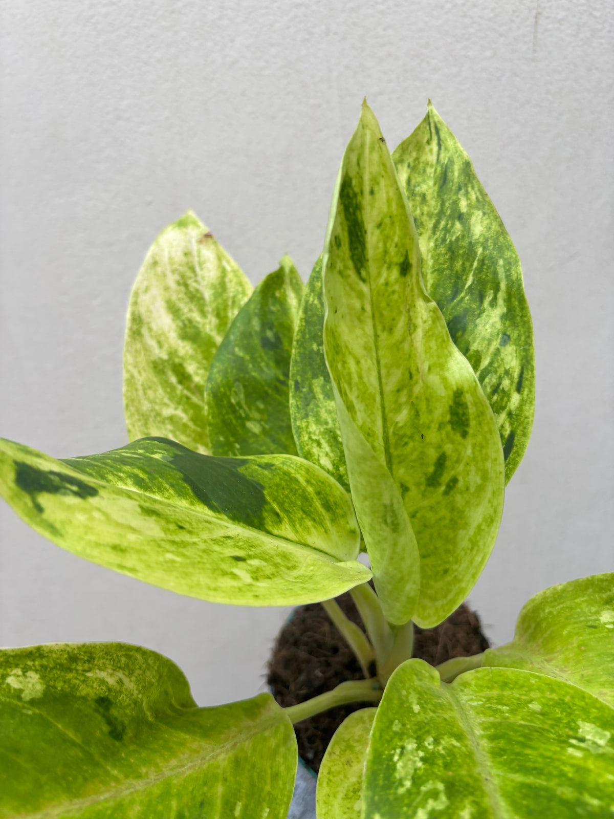 Aglaonema sundrop