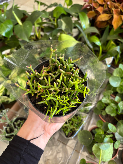 Rhipsalis ou Cacto macarrão (variada)