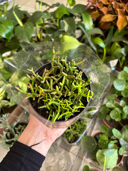 Rhipsalis ou Cacto macarrão (variada)