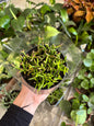 Rhipsalis ou Cacto macarrão (variada)
