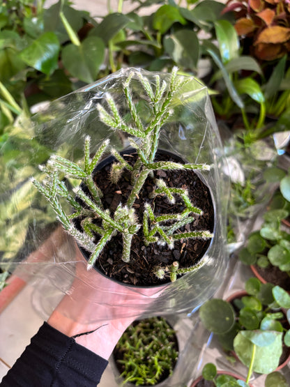 Rhipsalis ou Cacto macarrão (variada)