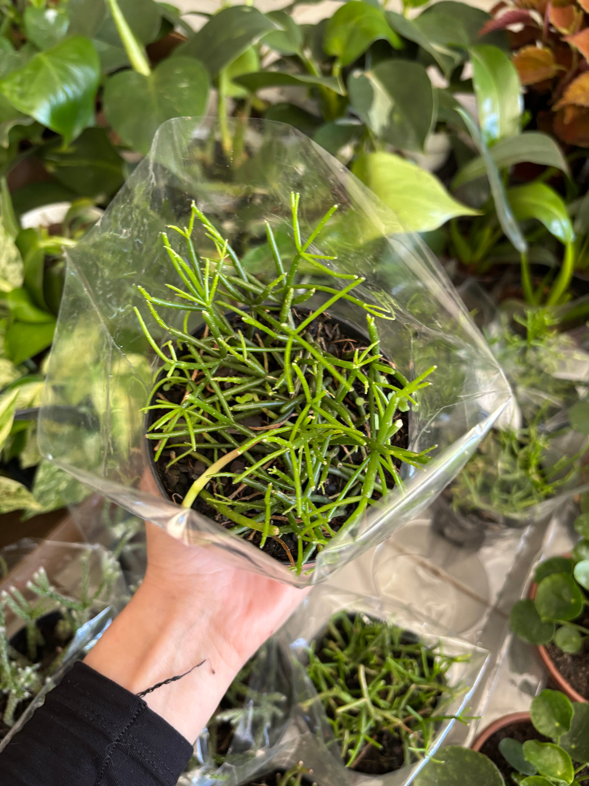 Rhipsalis ou Cacto macarrão (variada)