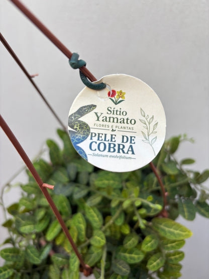 Pele de cobra (Solanum evolvulifolium)